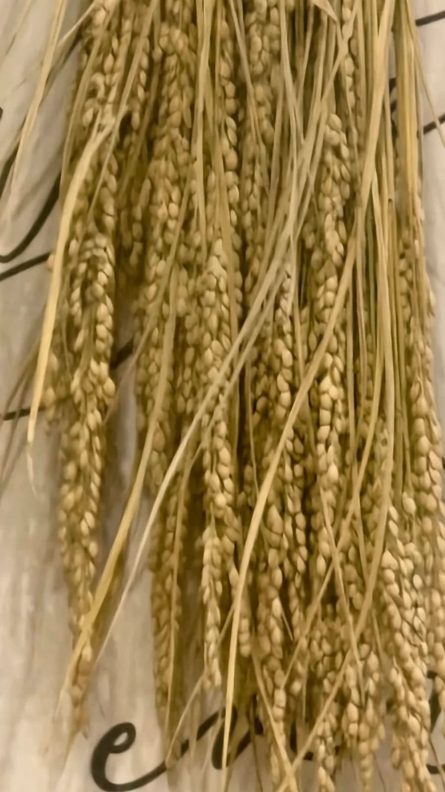 稻穗材料近拍，穀粒與細長葉片形成豐收質感
